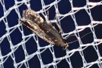 Aproaerema anthyllidella