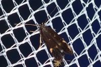 Aproaerema anthyllidella