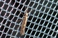 Plutella xylostella
