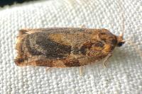 Archips xylosteana