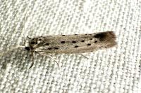 Yponomeuta padella
