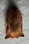 Archips podana