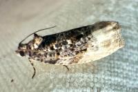Hedya nubiferana