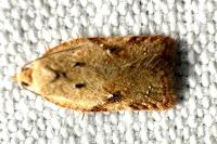 Acleris ferrugana/notana