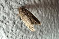 Hofmannophila pseudospretella