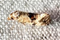 Neocochylis