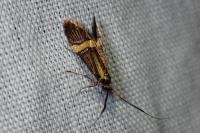 Nemophora degeerella