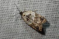 Acleris variegana
