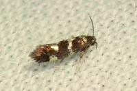 Antispila treitschkiella