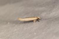 Zelleria hepariella