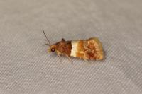 Epinotia festivana