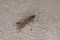 Ochromolopis staintonellus