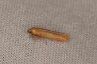 Haplochrois ochraceella