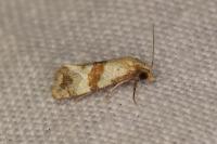 Phalonidia contractana
