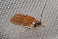 Agonopterix