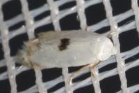 Pseudopostega auritella