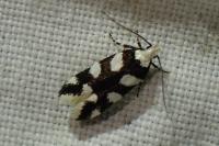 Pseudotelphusa tessella