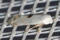 Pseudopostega auritella