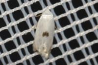 Pseudopostega auritella