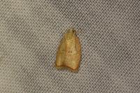 Acleris forsskaleana
