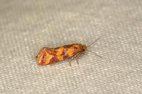 Aethes rutilana