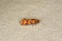 Aethes rutilana