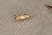 Phyllonorycter roboris