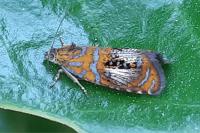Olethreutes arcuella