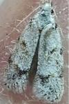 Symmoca signatella