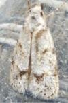 Symmoca signatella