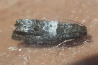 Notocelia trimaculana