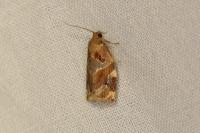 Archips xylosteana