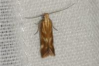 Mirificarma eburnella