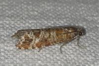 Rhyacionia