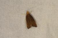 Eurodachtha pallicornella
