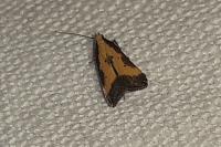 Brachmia dimidiella