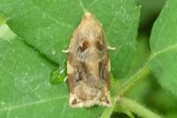 Archips xylosteana
