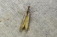 Pleurota