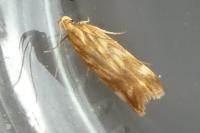 Mirificarma eburnella