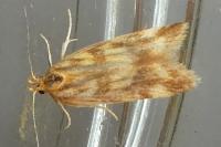 Mirificarma eburnella