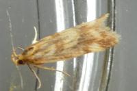 Mirificarma eburnella
