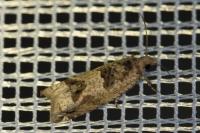 Crocidosema plebejana