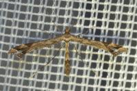 Amblyptilia acanthadactyla