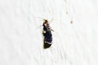Diplodoma laichartingella