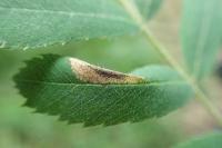 Parornix scoticella