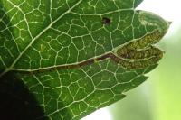 Stigmella crataegella