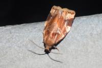 Archips xylosteana
