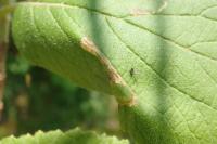 Phyllonorycter lantanella
