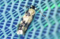 Etainia decentella
