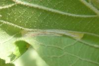 Phyllonorycter lantanella